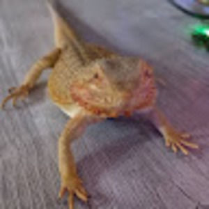 Meet your Posher, Nate